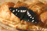 Blauwe ijsvogelvlinder (Limenitis reducta)