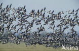 Brandgans (Branta leucopsis)