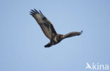 Buizerd (Buteo buteo)