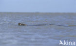 Gewone zeehond (Phoca vitulina) 