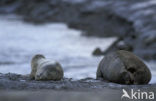 Gewone zeehond (Phoca vitulina) 