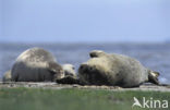 Gewone zeehond (Phoca vitulina) 