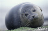 Gewone zeehond (Phoca vitulina) 