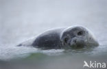 Gewone zeehond (Phoca vitulina) 