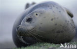 Gewone zeehond (Phoca vitulina) 