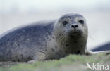 Gewone zeehond (Phoca vitulina) 