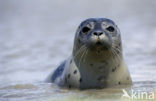 Gewone zeehond (Phoca vitulina) 