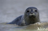 Gewone zeehond (Phoca vitulina) 