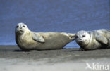 Gewone zeehond (Phoca vitulina) 