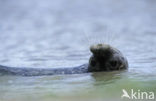 Gewone zeehond (Phoca vitulina) 