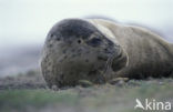 Gewone zeehond (Phoca vitulina) 