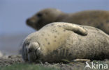 Gewone zeehond (Phoca vitulina) 