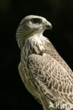 Giervalk (Falco rusticolus)