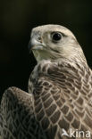 Giervalk (Falco rusticolus)