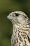 Giervalk (Falco rusticolus)