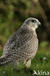 Giervalk (Falco rusticolus)