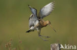 Grutto (Limosa limosa) 