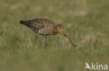 Grutto (Limosa limosa) 