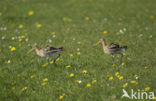 Grutto (Limosa limosa) 