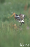 Grutto (Limosa limosa) 