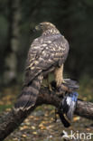 Havik (Accipiter gentilis)