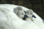 Knobbelzwaan (Cygnus olor)