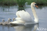 Knobbelzwaan (Cygnus olor)