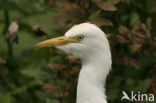 Koereiger (Bubulcus ibis)