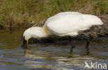 Lepelaar (Platalea leucorodia)