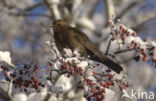 Merel (Turdus merula)