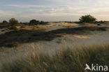 Nationaal Park Drents-Friese Wold