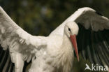 Ooievaar (Ciconia ciconia)