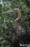 Purperreiger (Ardea purpurea) 