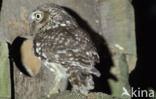 Steenuil (Athene noctua) 