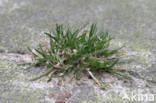 Straatgras (Poa annua)