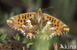 Veenbesparelmoervlinder (Boloria aquilonaris) 