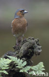 Vink (Fringilla coelebs)