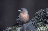 Vink (Fringilla coelebs)