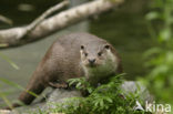 Visotter