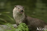 Visotter