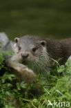 Visotter