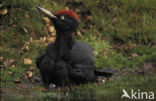 Zwarte Specht (Dryocopus martius)