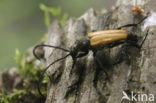 Anastrangalia sanguinolenta