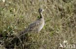 Bartrams Ruiter (Bartramia longicauda)