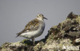 Beringstrandloper (Calidris ptilocnemis)