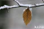 Beuk (Fagus sylvatica)