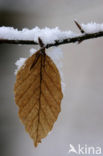 Beuk (Fagus sylvatica)