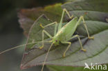 Boomsprinkhaan (Meconema thalassinum)