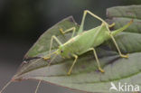 Boomsprinkhaan (Meconema thalassinum)