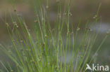 Borstelbies (Isolepis setacea)